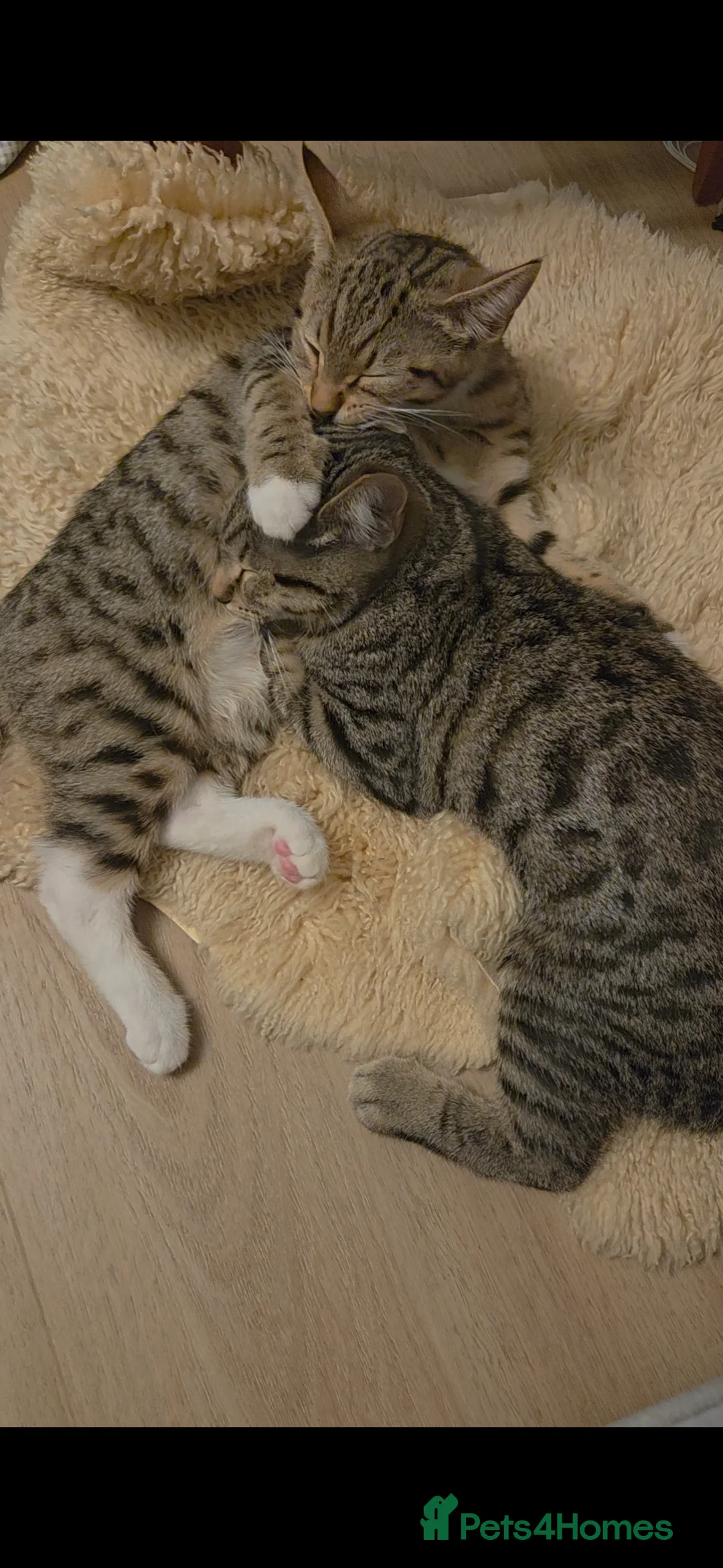 Mixed Breed cats for sale: Boots and Bandit in Luton - Advert 1