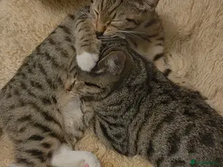 Mixed Breed cats Boots and Bandit - Advert 2