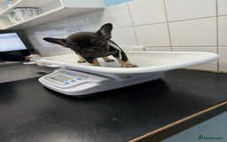 French Bulldog dogs for sale: Pedagree & KC registered French bulldog - Image 5