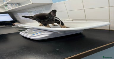 French Bulldog dogs - Advert 6