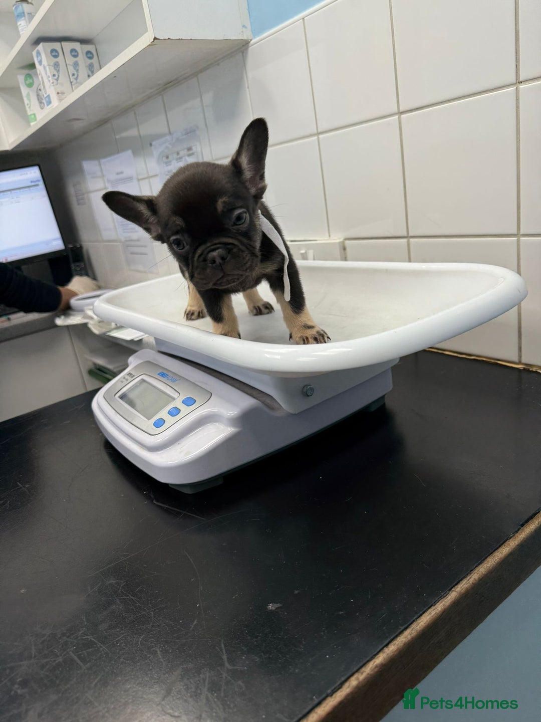 French Bulldog dogs for sale: Pedagree & KC registered French bulldog - Image 5