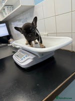 French Bulldog dogs - Advert 6