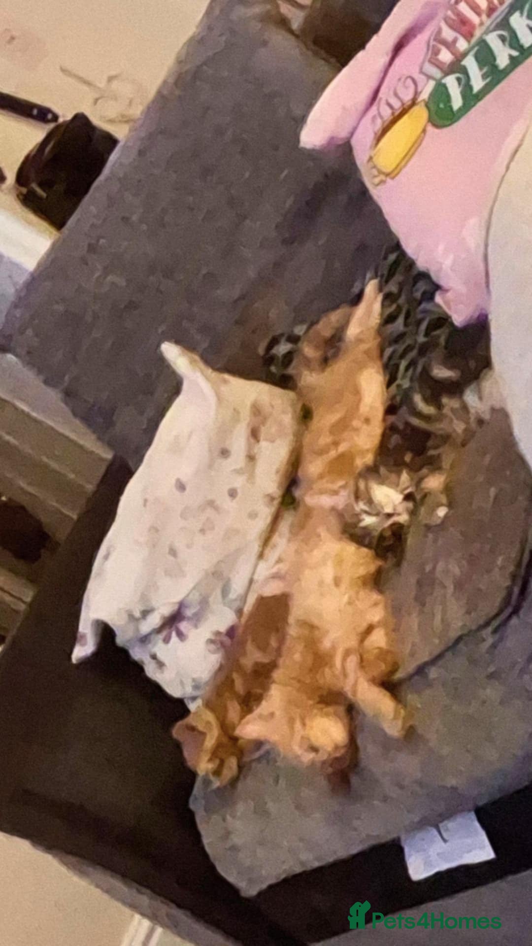 American Shorthair cats for sale: Rare Ginger Female Kittens for sale - Image 3