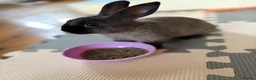 Mixed Breed rabbits for sale: Rabbit Free To Good Home  - Advert 4