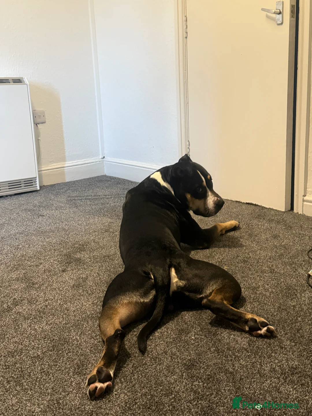 Mixed Breed dogs for sale: Beautiful boy needing new home asap - Advert 3