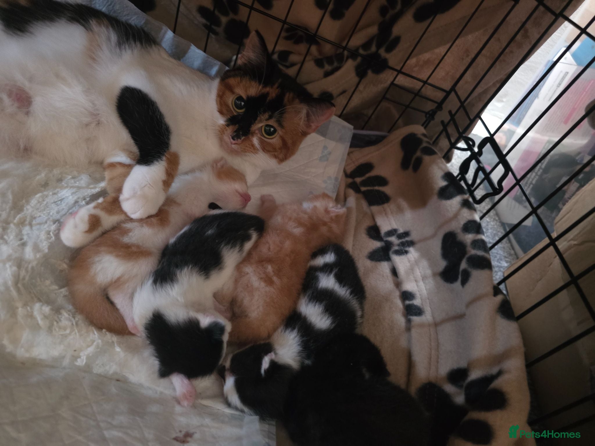 Mixed Breed cats Cute kittens! Beautiful litter! Home checks!  - Advert 3