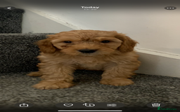 Cavapoo dogs for sale: Small Cavapoo puppies (toy poodle) - Image 10