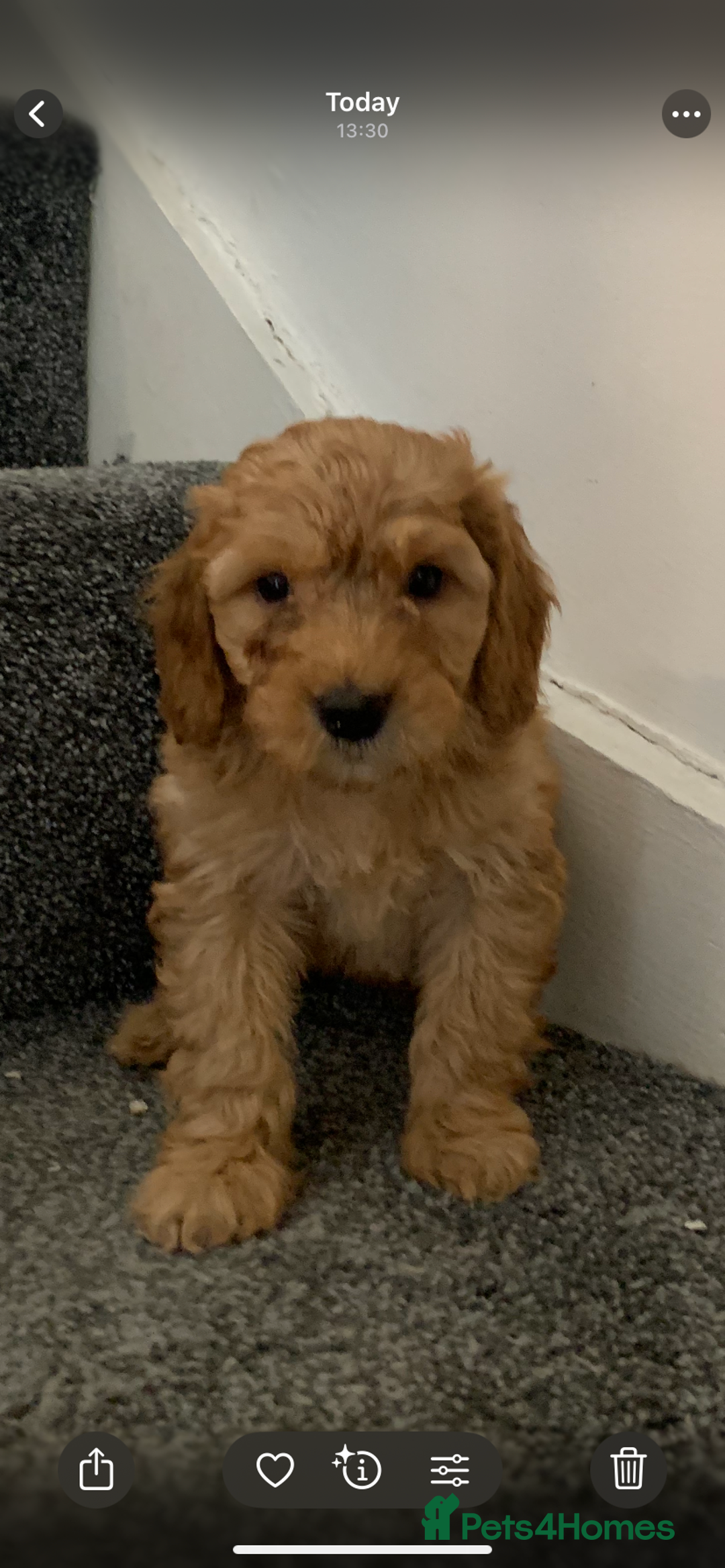 Cavapoo dogs for sale: Small Cavapoo puppies (toy poodle) - Image 10