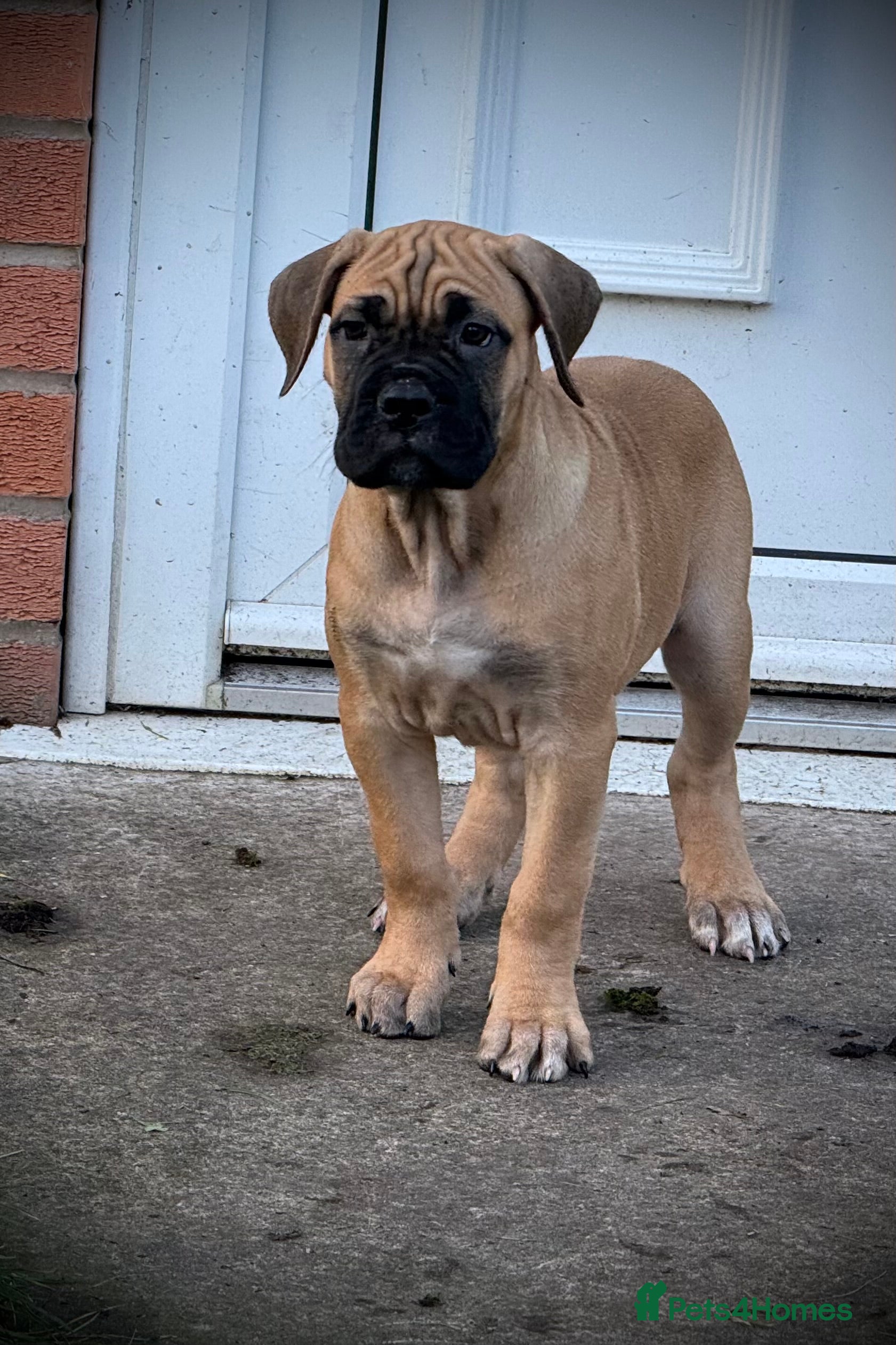 Cane Corso dogs 🐾PatoSquad Kennel🐾beautiful female available  - Advert 4