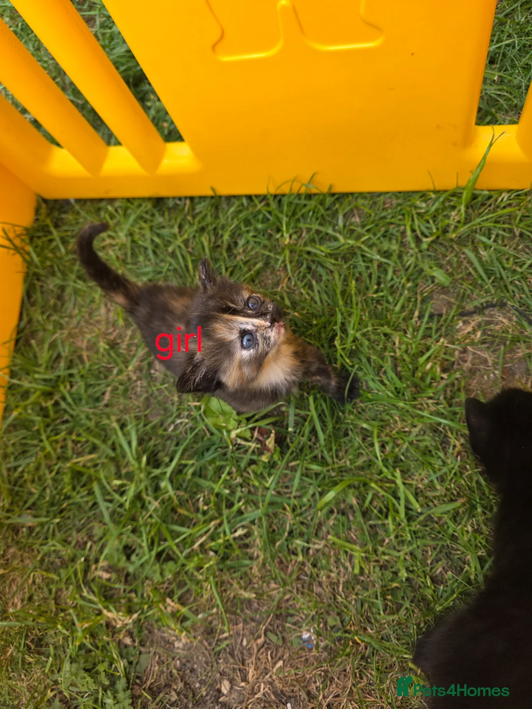 Mixed Breed cats for sale: The little kittens are looking for new homes. - Advert 14