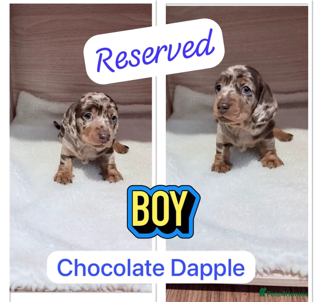 Miniature Dachshund dogs for sale: Miniature Dachshund Pups ready 25/02/2026 - Advert 2