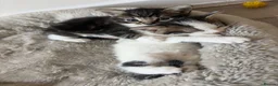 Mixed Breed cats for sale: Two male tabby cats  - Advert 5
