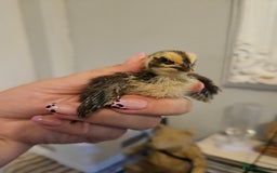 Quail poultry for sale: Quails  - Image 1