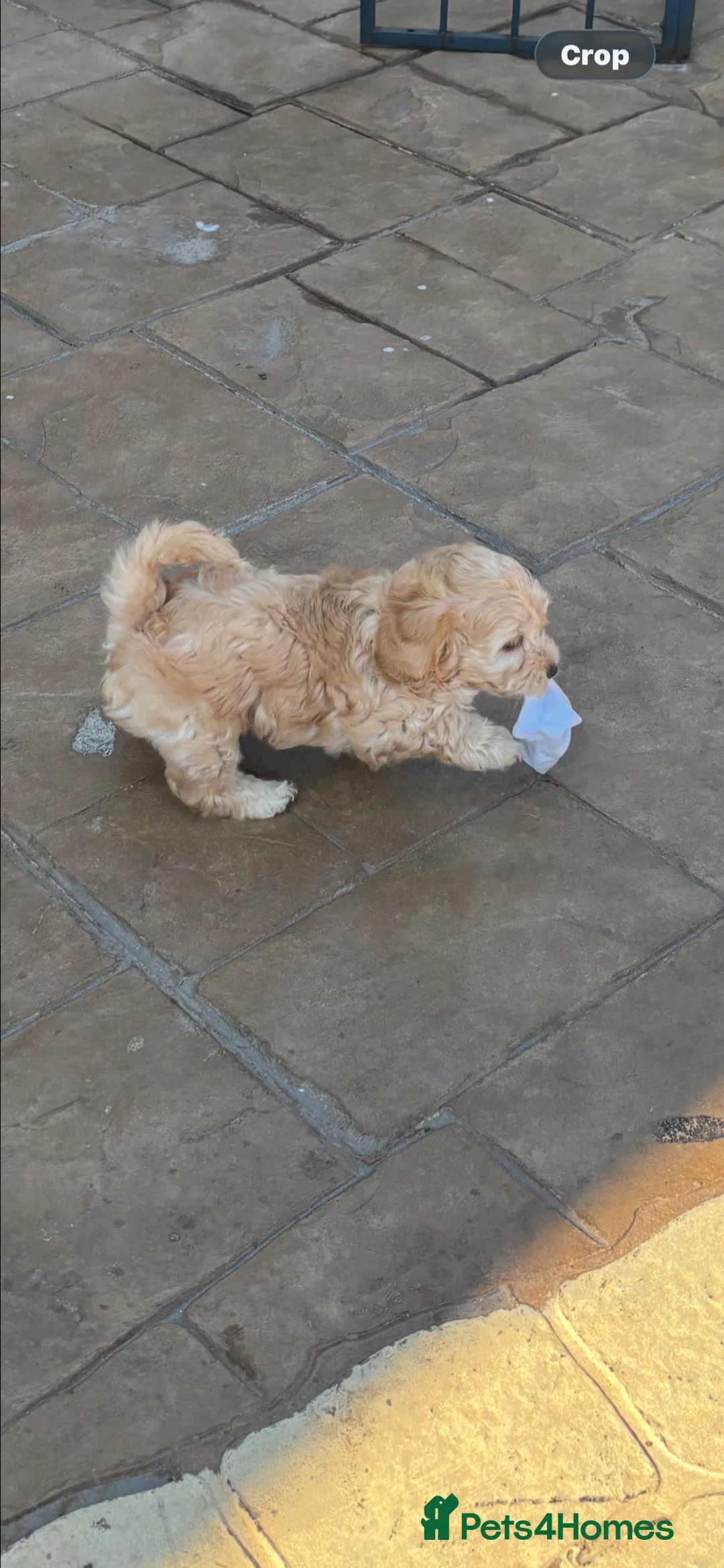 Maltipoo dogs for sale: Maltipoo pups f1b - Advert 13