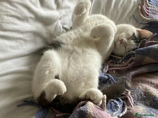 Mixed Breed cats - Advert 18