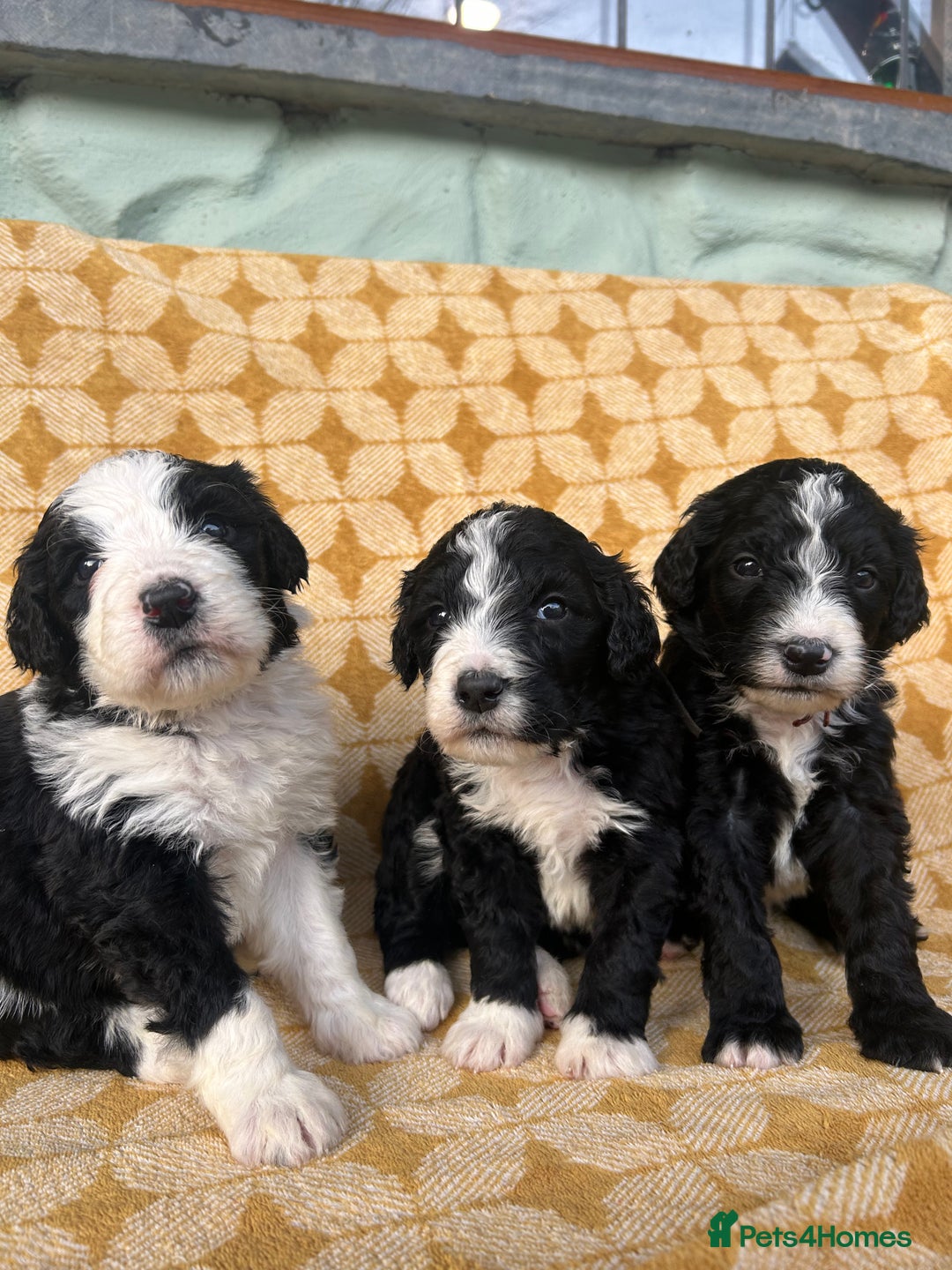 Bernedoodle dogs for sale: F1 standard Bernedoodle puppies. Licensed breeder - Advert 16