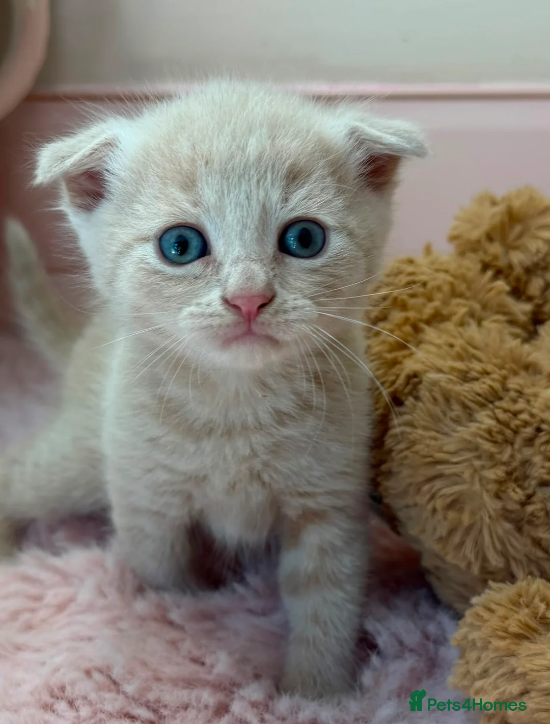 Scottish Fold cats for sale: Stunning Scottish fold kitten  - Advert 2