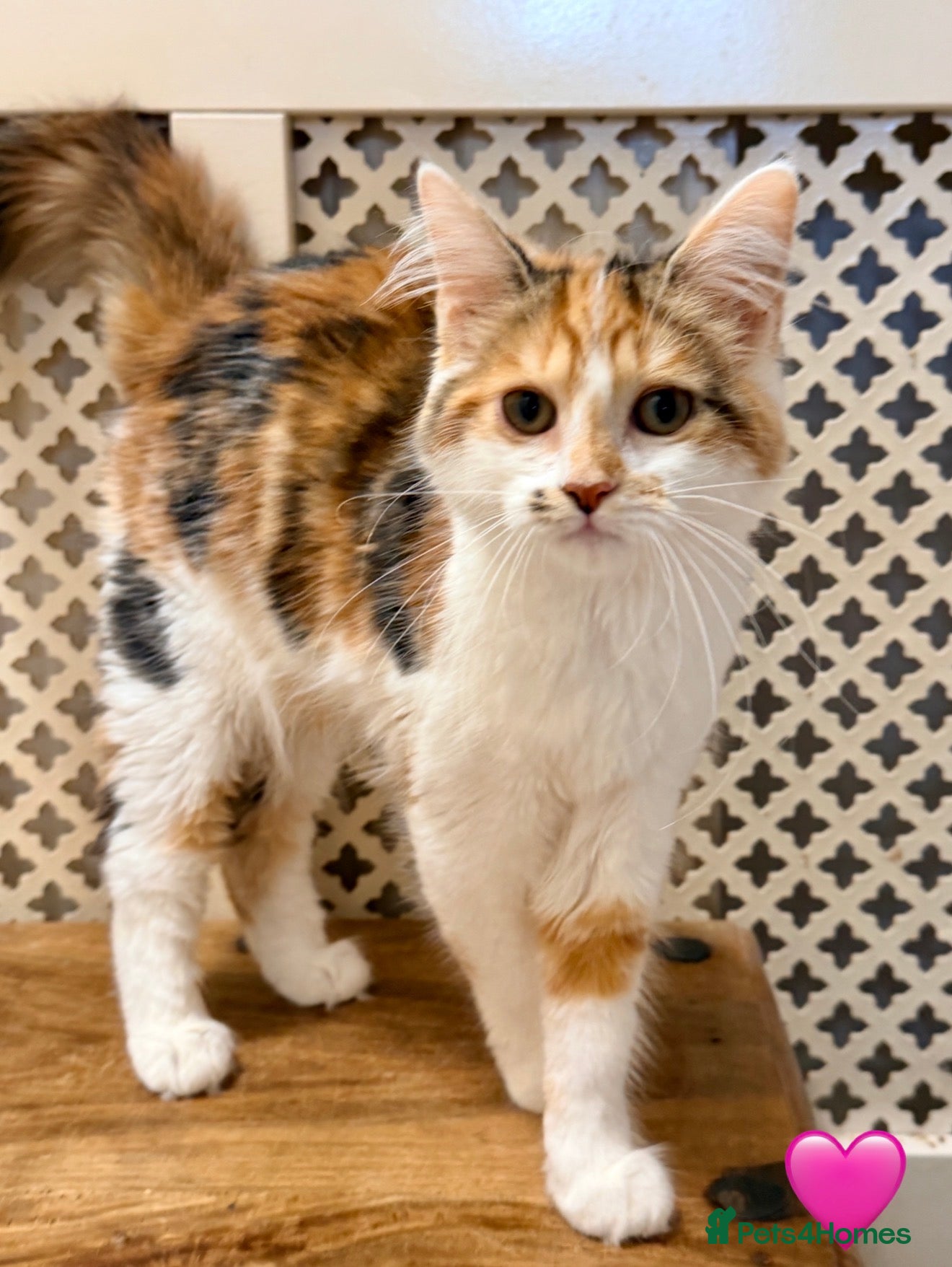Maine Coon cats 💖 MAINE COON X RAGDOLL *PARENTS HEALTH TESTED* 💖 - Advert 2