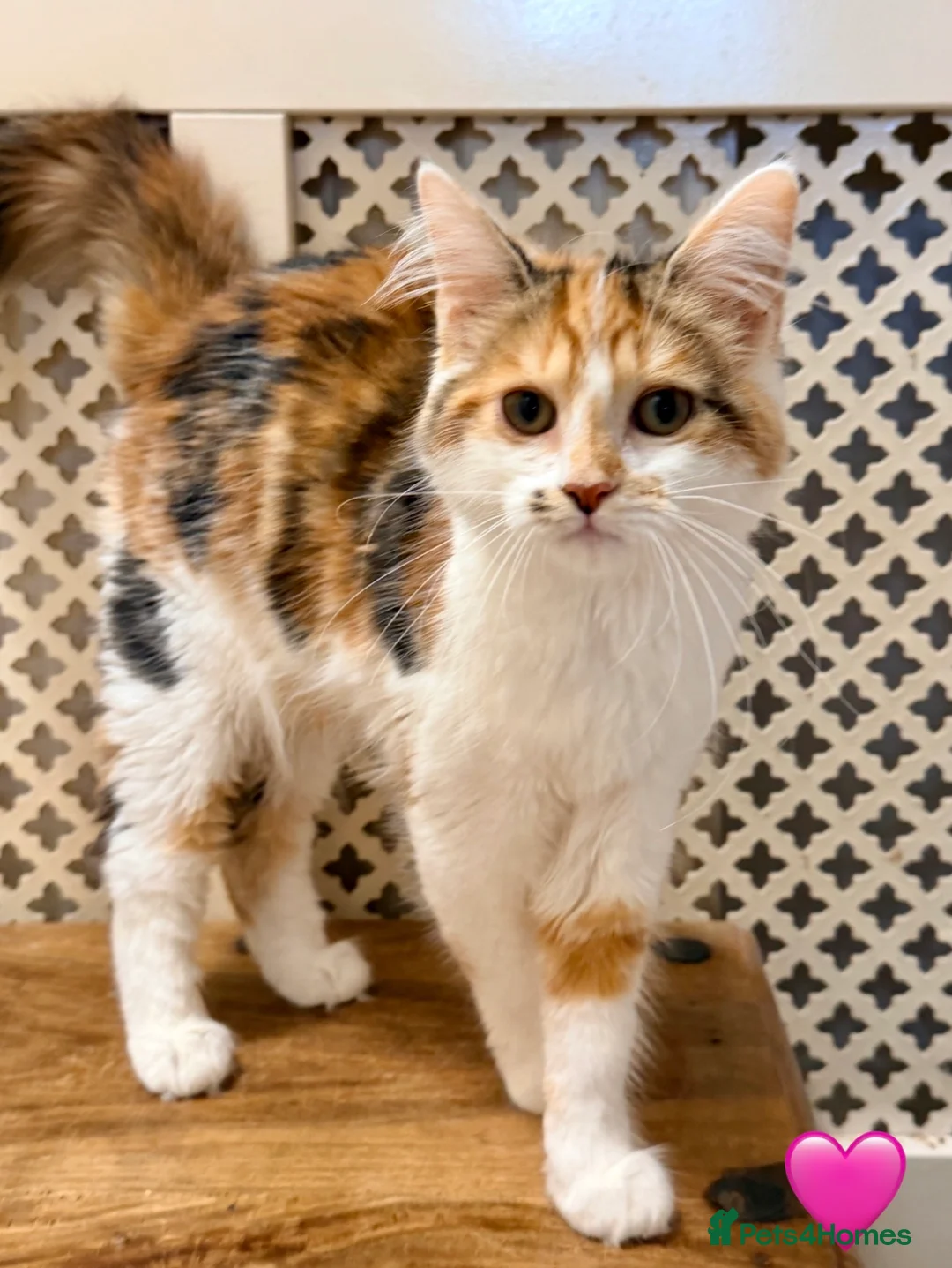 Maine Coon cats for sale: 💖 MAINE COON X RAGDOLL *PARENTS HEALTH TESTED* 💖 - Advert 2