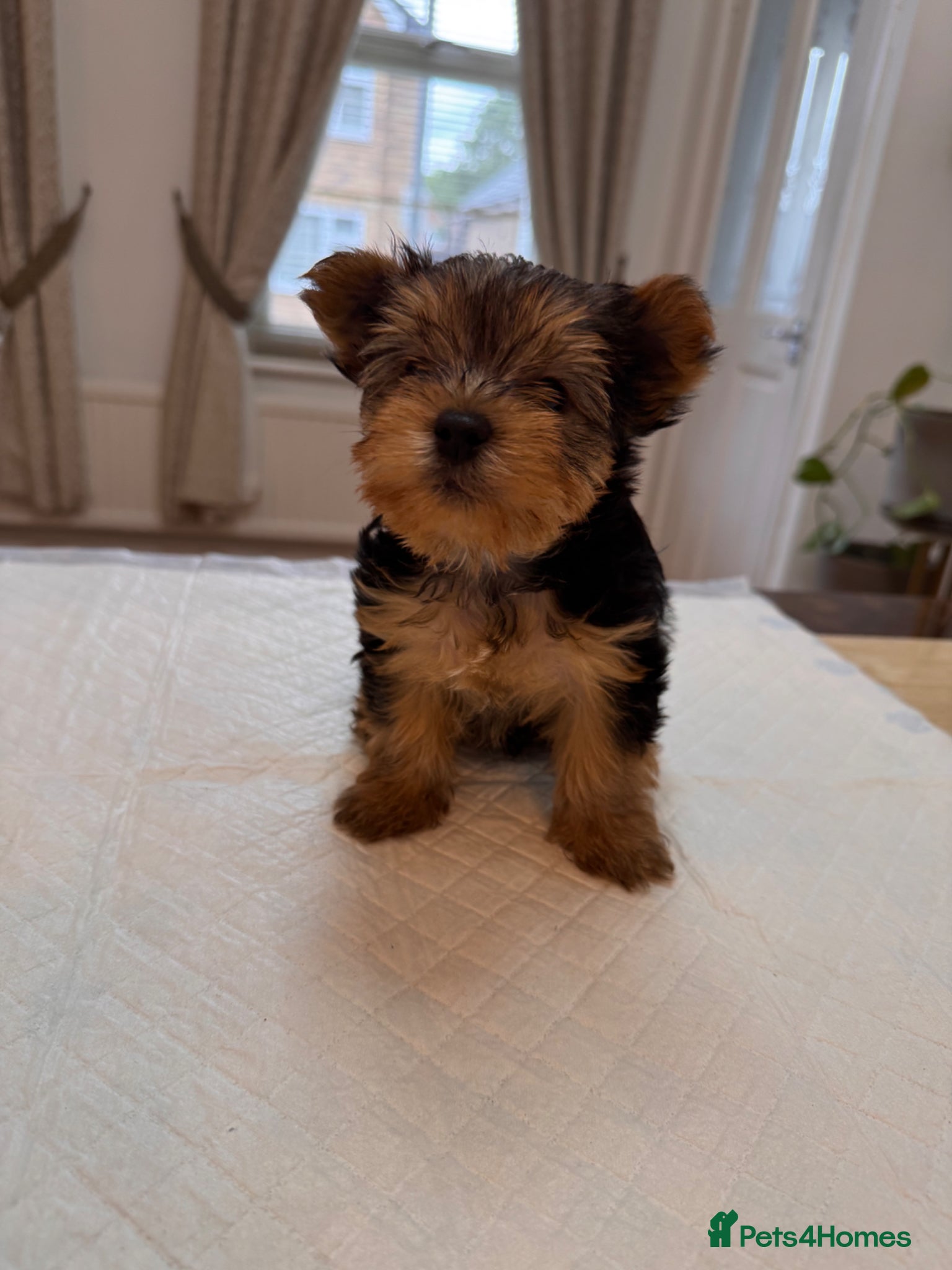 Yorkshire Terrier dogs BeautifulYorkshire Terrier Puppies –1 Boy & 1 Girl - Advert 3
