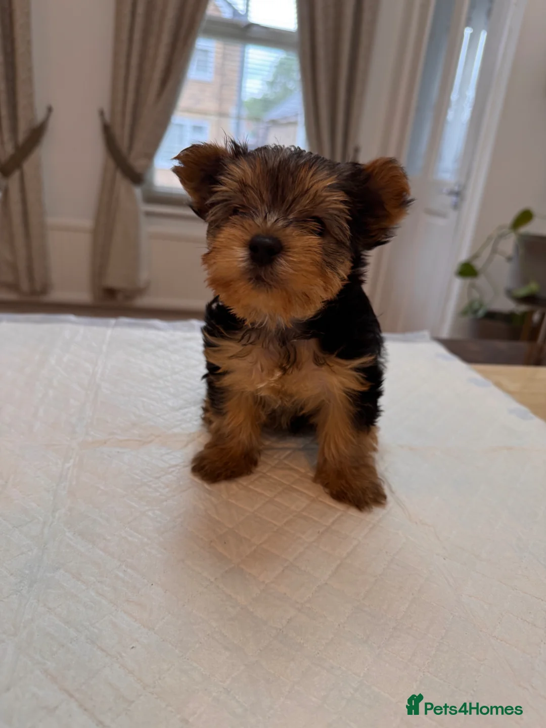Yorkshire Terrier dogs for sale: BeautifulYorkshire Terrier Puppies –1 Boy & 1 Girl - Advert 1