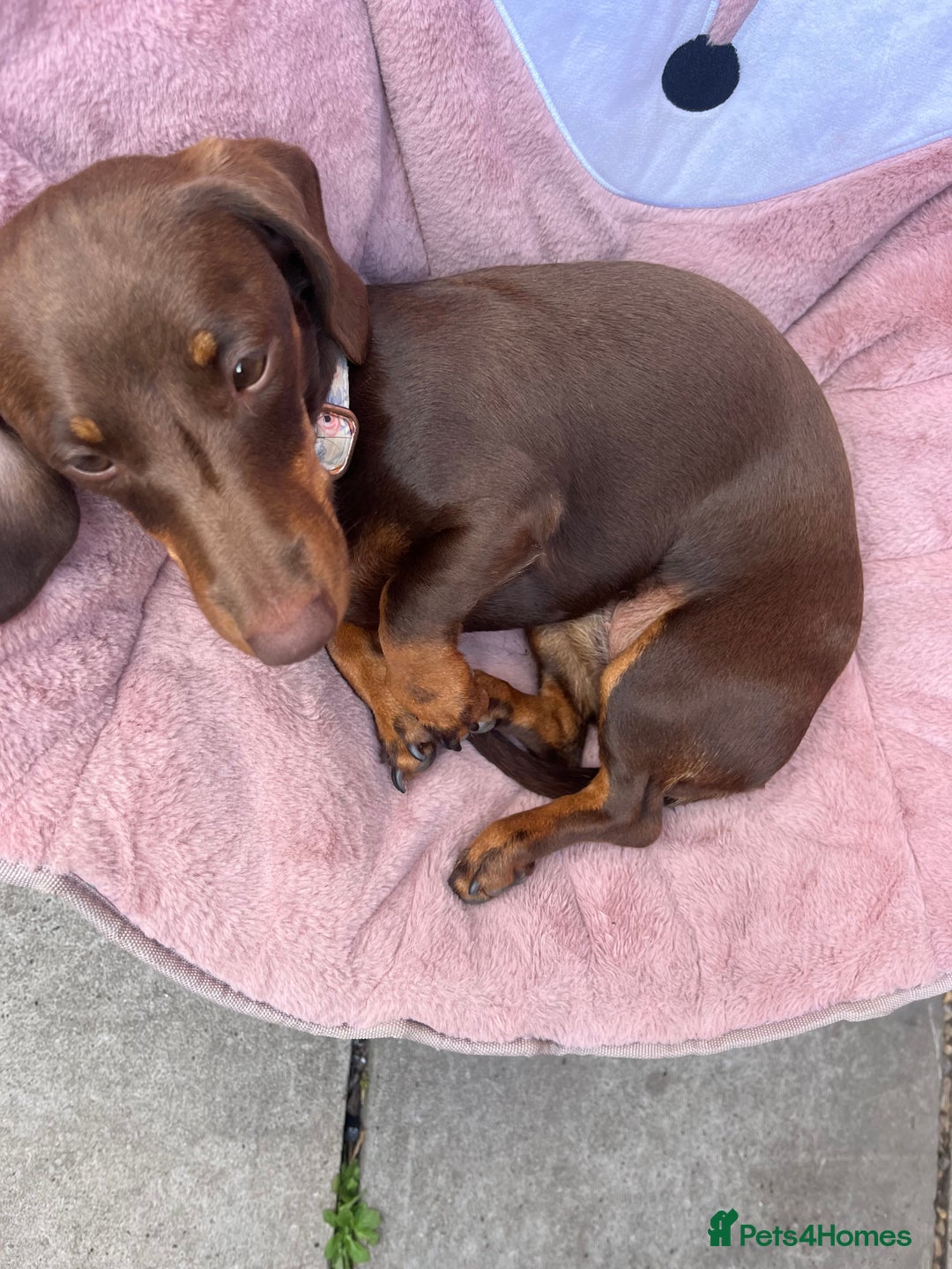 Miniature Dachshund dogs for sale: Miniature dachshund  - Advert 6