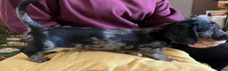 Mixed Breed dogs for sale: Gorgeous cheeky daxi x pups  - Advert 16