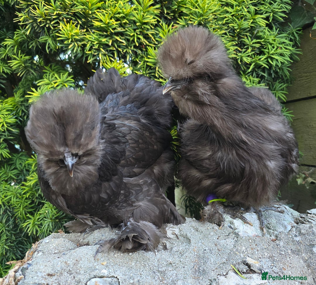 Chickens poultry for sale: Two chocolate silkie hens  - Image 3