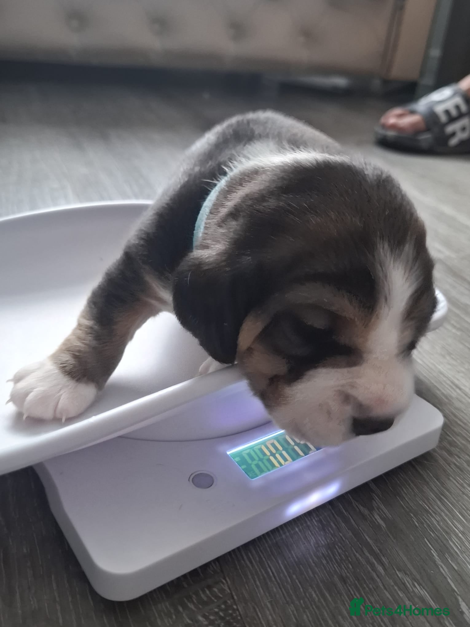 Beagle dogs Beautiful beagle puppies  - Advert 6