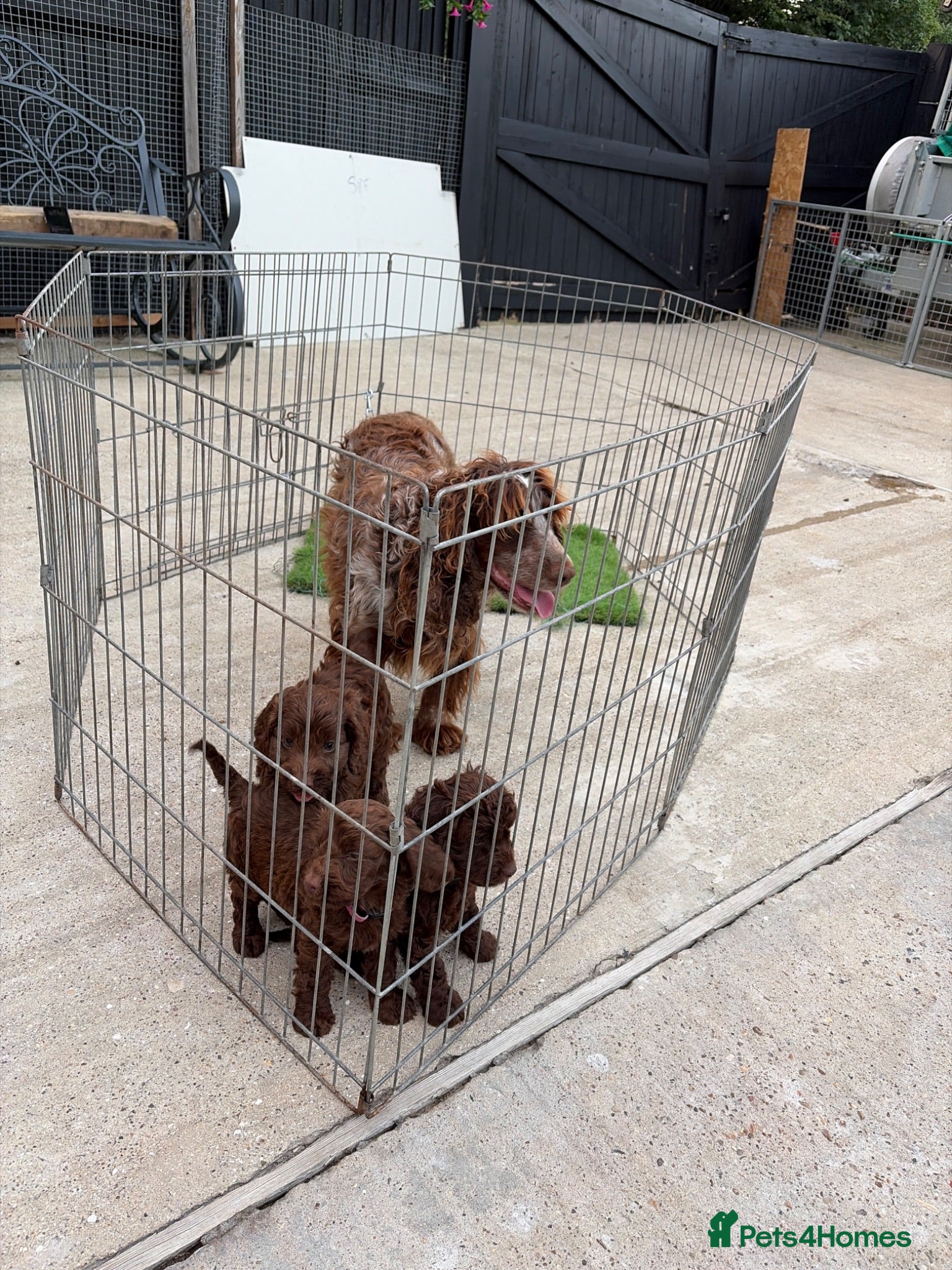 Cockapoo dogs Genetic clear cockapoo puppies - Advert 2