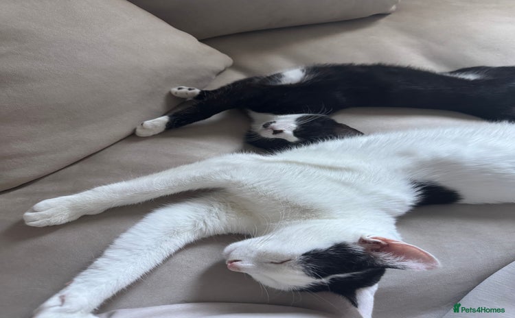 Domestic Shorthair cats - Advert 4