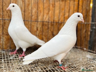 Doves birds PURE WHITE ENGLISH GARDEN DOVES - Advert 2