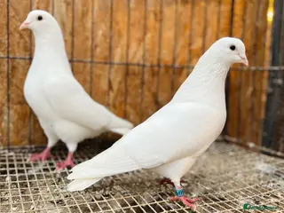 Doves birds PURE WHITE ENGLISH GARDEN DOVES - Advert 20