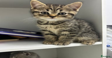 Scottish Fold cats - Advert 8