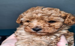 Toy Poodle dogs for sale: Tiny toy poodle female apricot - Image 10