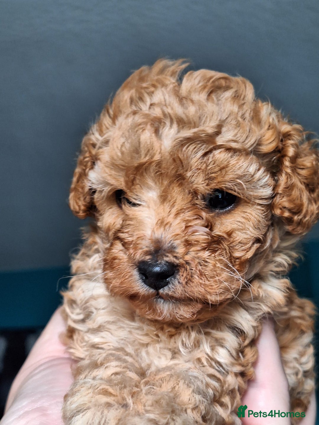 Toy Poodle dogs for sale: Tiny toy poodle female apricot - Image 10