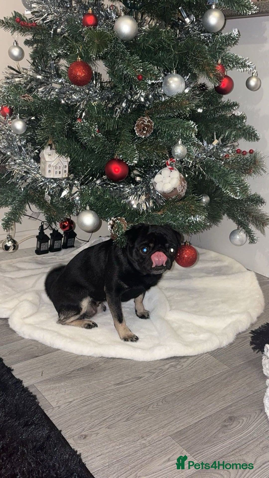 Pug dogs for sale: Black and Tan pug - Advert 2