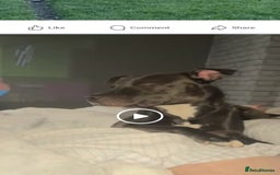Mixed Breed dogs for sale: Tyson - Image 2