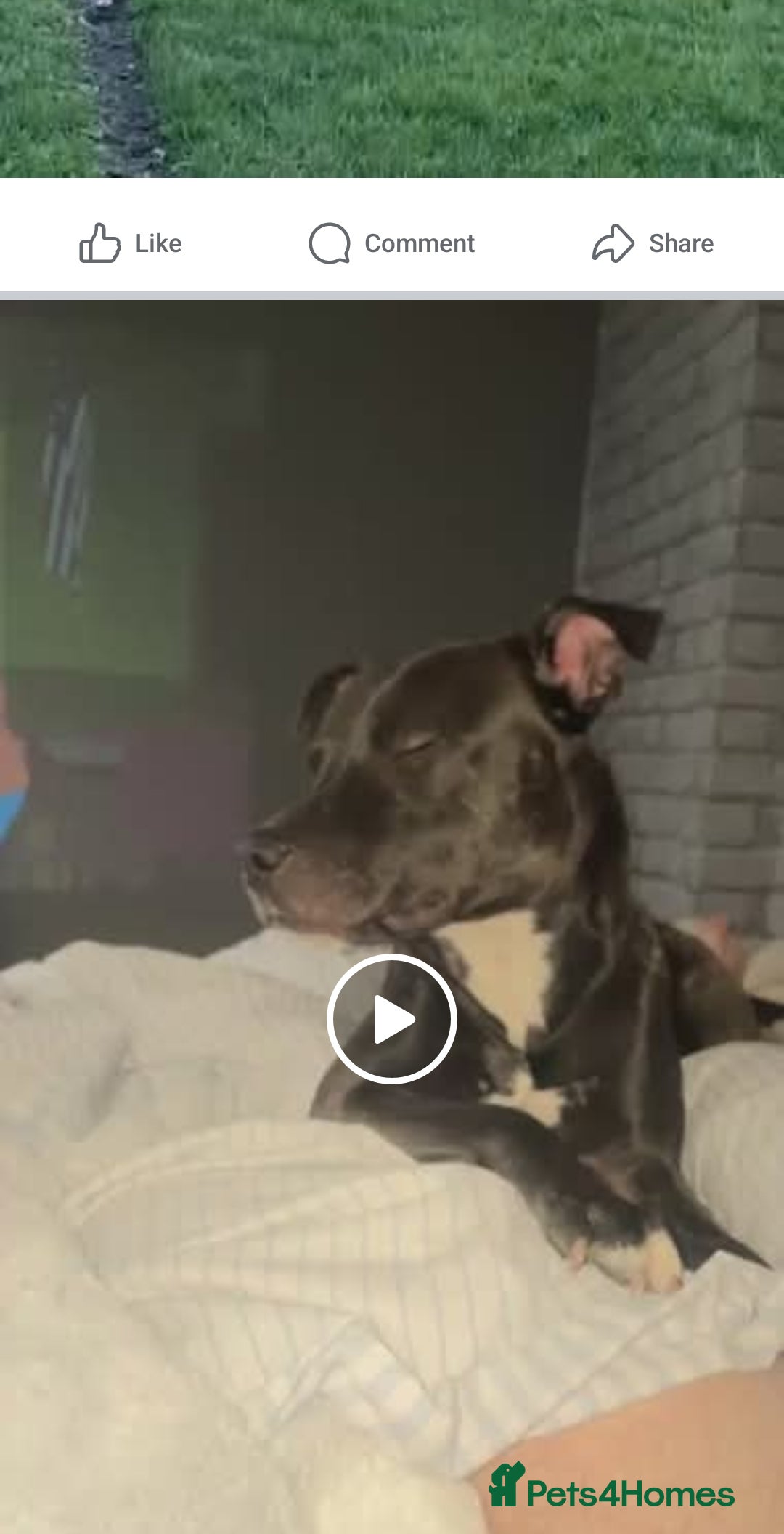 Mixed Breed dogs for sale: Tyson - Image 2