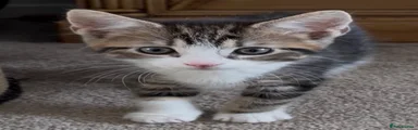 Tabby and white male