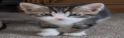 Domestic Shorthair cats for sale: Hand reared kittens looking for special homes - Advert 3
