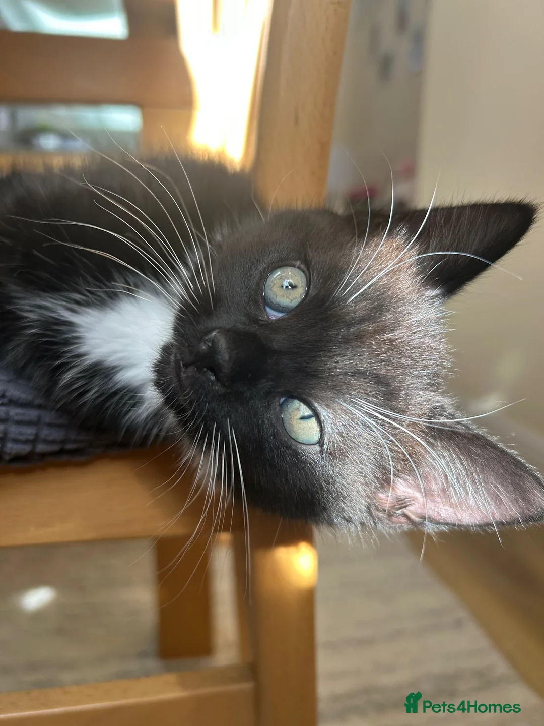 British Shorthair cats for sale: Beautiful tuxedo looking for her forever home  - Advert 2