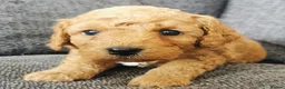 Poochon dogs for sale: Superb F1b Poochon Puppies  - Advert 6