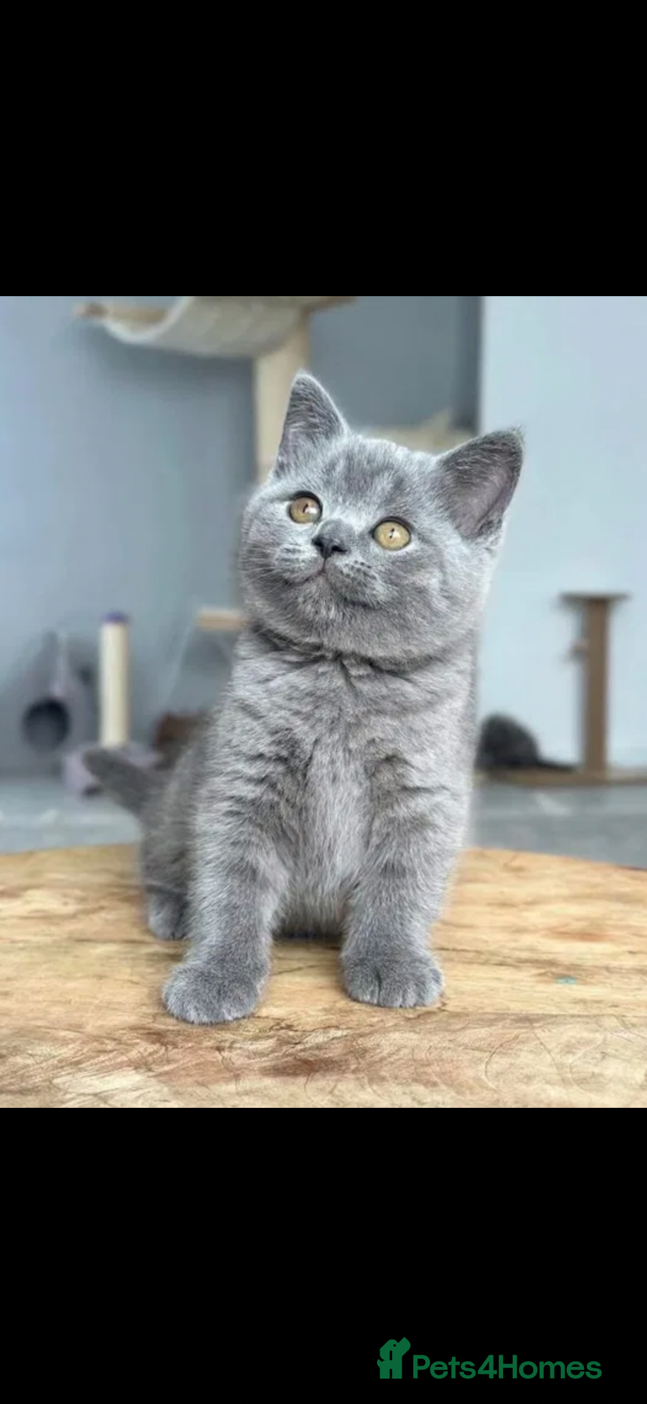 British Shorthair cats NEARLY 10 WEEKS OLD - FULLY WEANED & TRAINED  - Advert 1