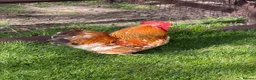 Chickens poultry for sale: Pekin bantam chicks - Advert 2