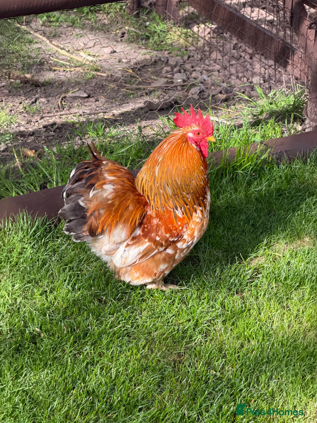 Chickens poultry for sale: Pekin bantam chicks - Advert 2