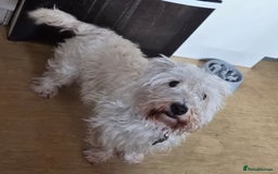 West Highland Terrier dogs for sale: Westie for sale £750 no offers. - Image 8