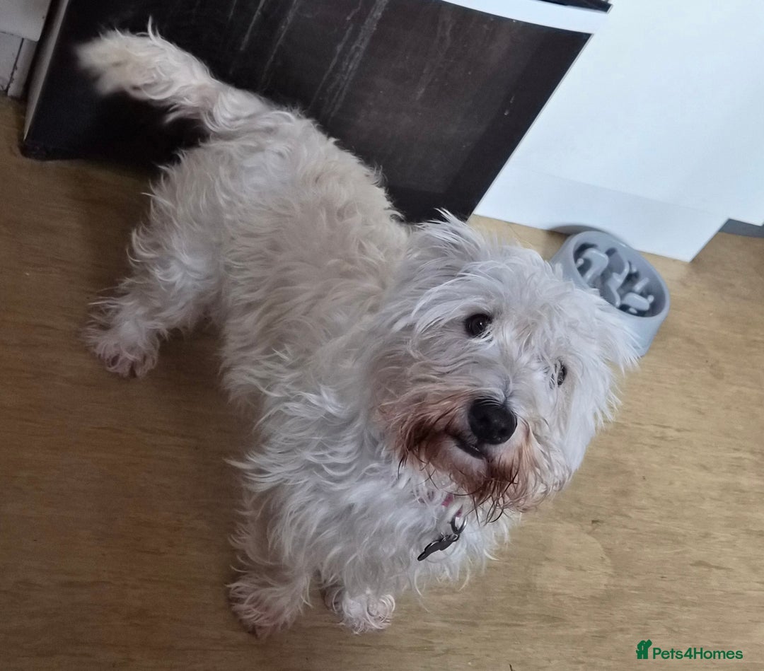 West Highland Terrier dogs for sale: Westie for sale £750 no offers. - Image 8