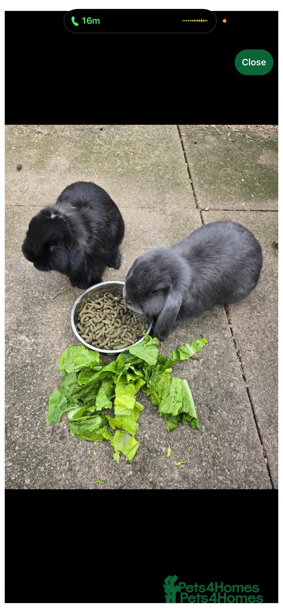 Mini Lop rabbits Loving Mini Lop  - Advert 2