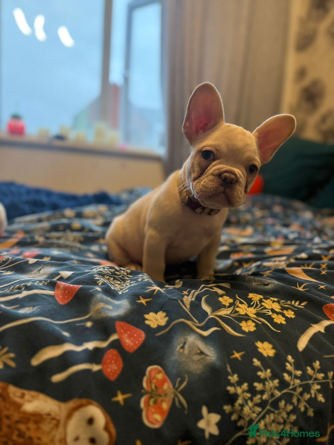 French Bulldog dogs for sale: french bulldog puppy ono - Advert 2